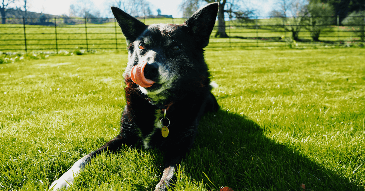 How to Potty Train an Older Dog in 8 Simple Steps